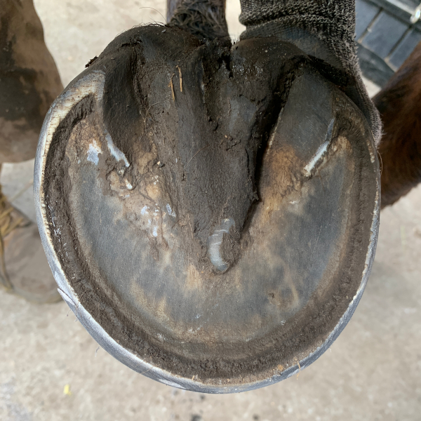 Horse's hoof