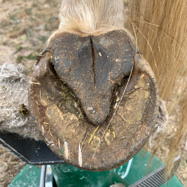 Perfect pony hoof